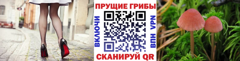 Галлюциногенные грибы ЛСД  даркнет сайт  Тайга 